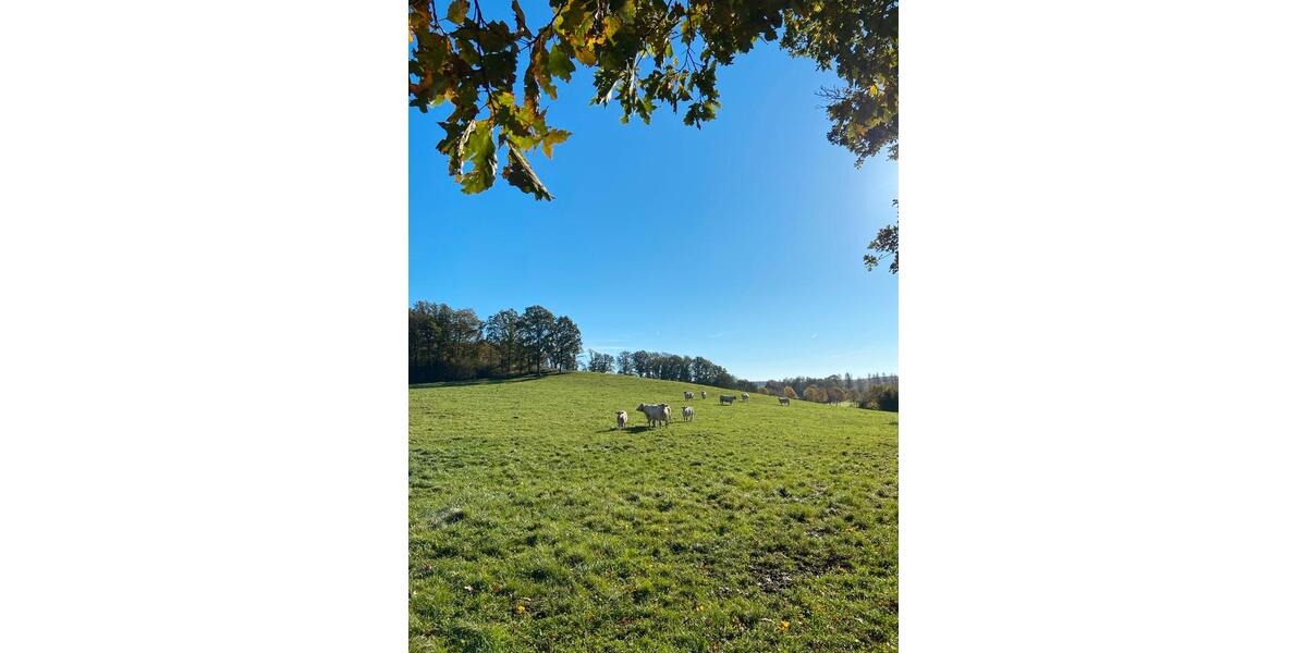 Terrassenwohnung Reichshof - 1 Zimmer, 39 m&sup2;, 780&euro; | Angebot:24307346