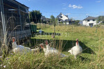 Leben im Luftkurort - Jetzt zugreifen! - Bauernhaus, Landhaus Kirchhundem | Angebot:22612644