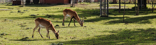 Erlebniswald Historischer Tiergarten Siegen NRW Siegerland Natur Wildtiere Familie