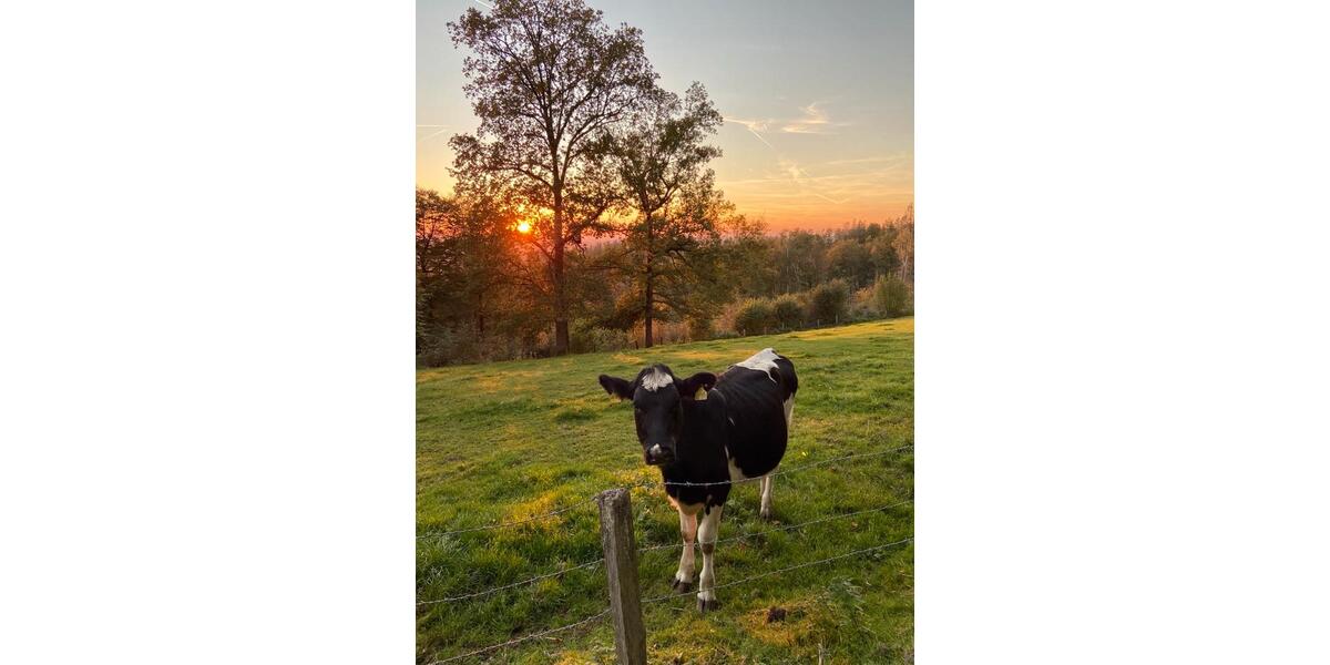 Terrassenwohnung Reichshof - 1 Zimmer, 39 m&sup2;, 780&euro; | Angebot:24307346