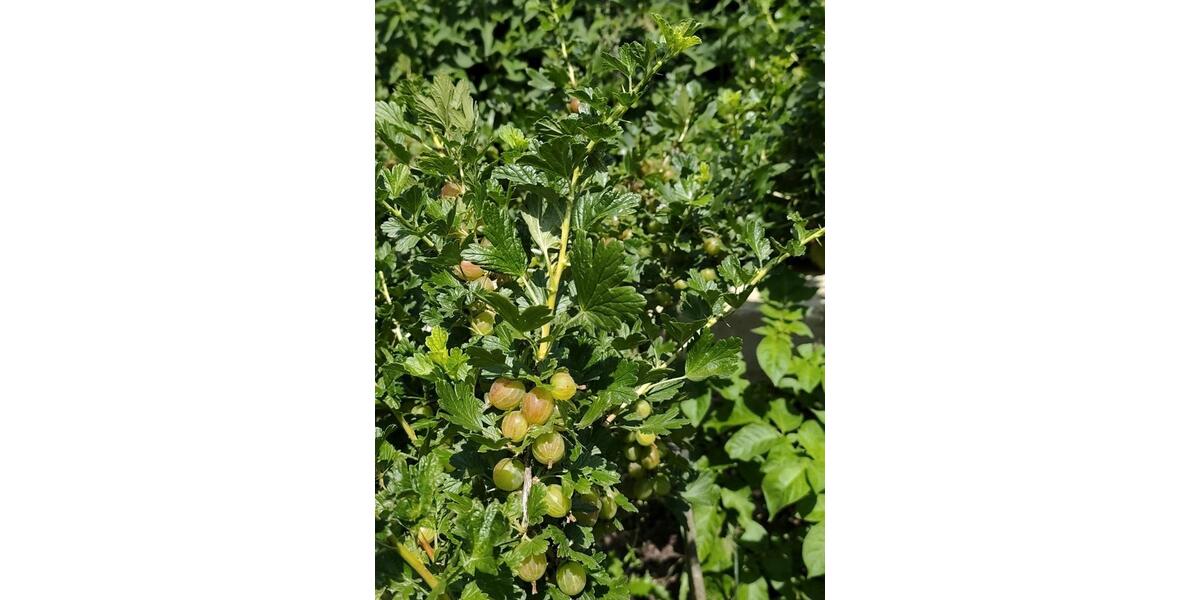 Bungalow Rennerod - 510.000&euro; | Angebot:24782884