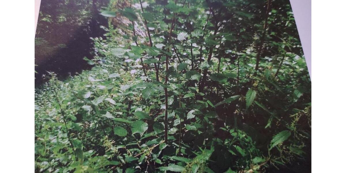 Einfamilienhaus Freudenberg - 109.000&euro; | Angebot:24400234