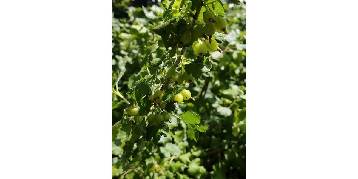 Bungalow Rennerod - 510.000&euro; | Angebot:24782884