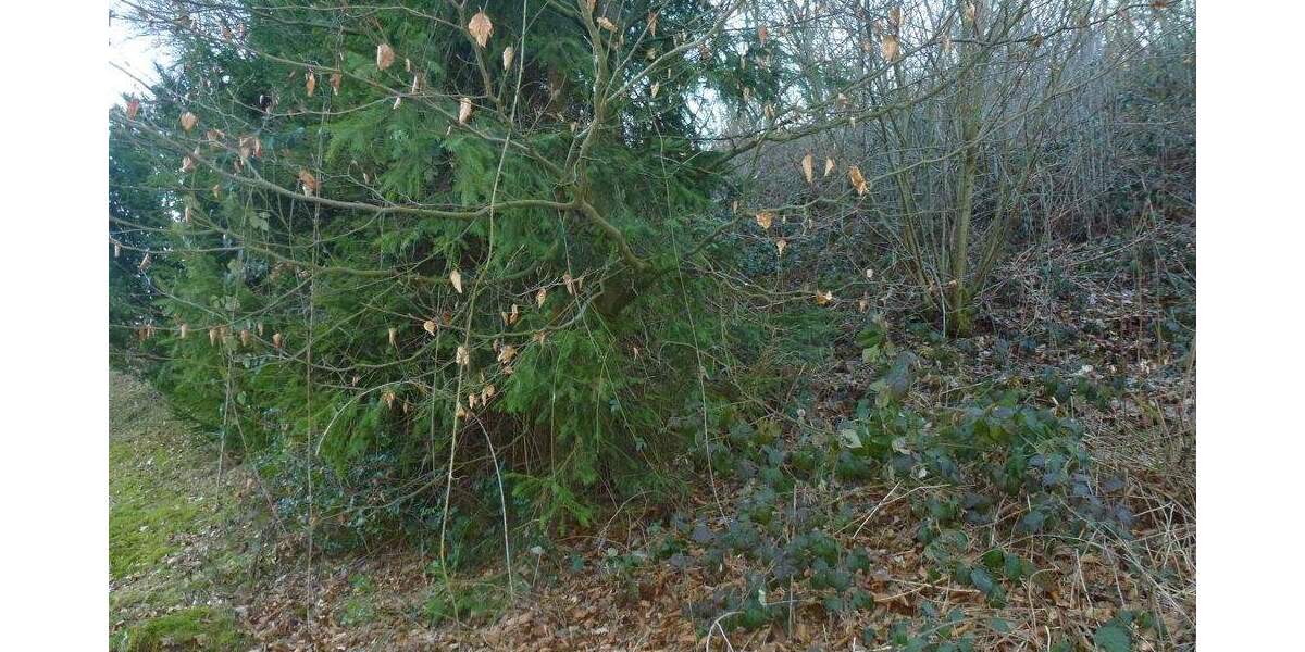 Grundstück Reichshof / Brüchermühle Brüchermühle - 54.000&euro; | Angebot:25801438