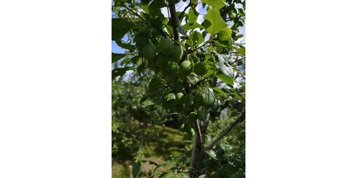 Bungalow Rennerod - 510.000&euro; | Angebot:24782884