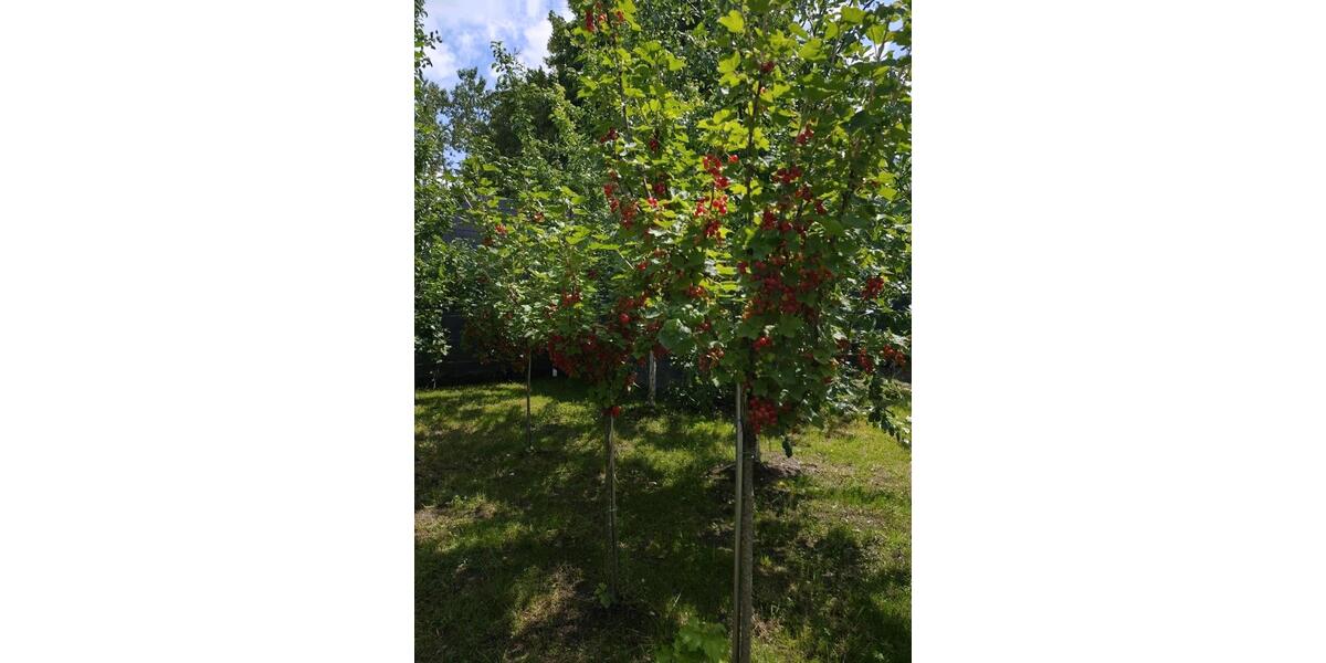 Bungalow Rennerod - 510.000&euro; | Angebot:24782884